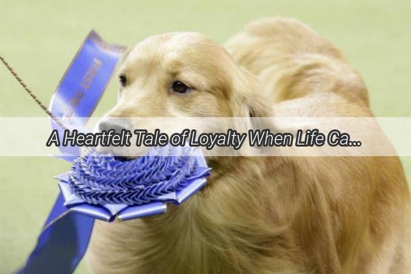 A Heartfelt Tale of Loyalty When Life Calls Mans Best Friend Stays By His Side